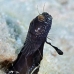 blenny_sailfin_bs_lc_v_0006_cay0533.jpg